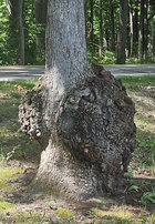 Kensington Red Oak Burl South.jpg