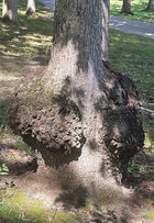 Kensington Red Oak Burl West.jpg