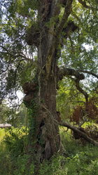 IMG_0192.jpeg
