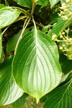 cornus-controversal-leaf1.jpg