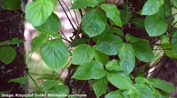 Cornus-nuttallii-leaves.jpg