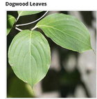 Dogwood leaves.jpg