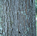 Linden tree bark.jpg