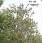 Balsam tree.jpg