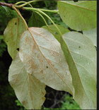 Balsam tree leaves.jpg