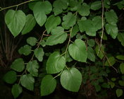 White Mulberry leats.jpg