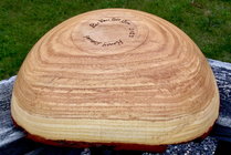 Honey Locust bottom.jpg