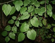 White Mulberry.JPG