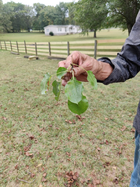 Pear leaves.png