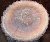 Log left too long and split.jpg
