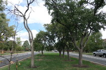JLT trees 2.JPG