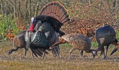IMG_0018.jpeg