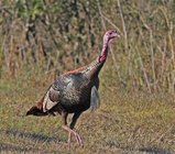 IMG_0016.jpeg