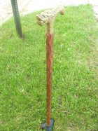 Sijo's cane4.JPG
