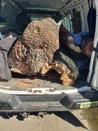 elm burls and surfboards.jpg