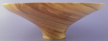 Siberian Elm 2.jpg