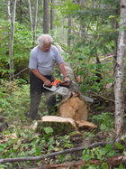 Dropped a tall tree.jpg
