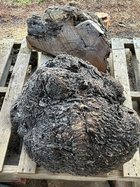 IMG_0347.jpeg