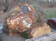 IMG_1374S.jpg