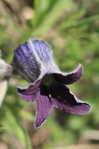 Vase Flower.JPG