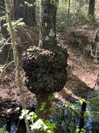 IMG_4038.jpeg