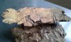 Pitch Burl2.jpg