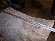 Sycamore log.jpg
