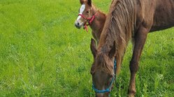 baby_horse_Secret.jpg