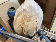Crotch Norway Maple_BWA_img_7363.jpeg