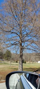 IMG_20250114_115701.jpg