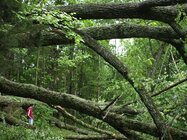 tree_down.jpg
