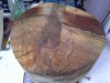 Big Maple Blank.jpg