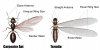 ant_termite.jpg