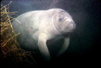 manatee.jpg