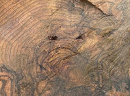 burl---supposedly.jpg