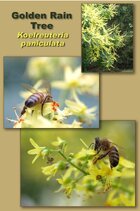 01A_BEE_golden_rain_tree_comp.jpg