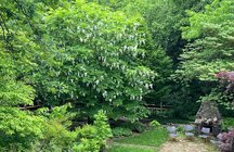 IMG_2420 yellowwood.JPG
