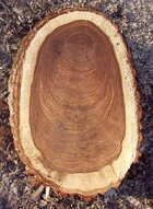 reaction_wood_extreme.jpg