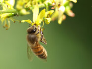 bee_goldenrain_P6230988ecSMALL.jpg