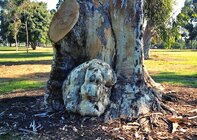 burl-eucalyptus-tree.jpg