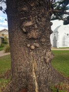 norfolk Pine2.jpg