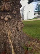 Norfolk pine burl3.jpg