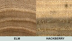 Elm_Hackberry.jpg