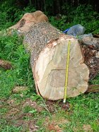 white ash Mulpeter.jpg