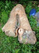 white ash crotch.jpg