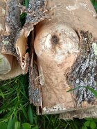 white ash branch stub.jpg