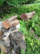 Vogelman yew.jpg