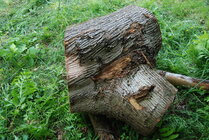 white cedar crotch.JPG