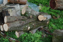 white cedar.JPG