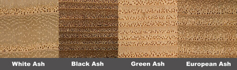 Ash.jpg